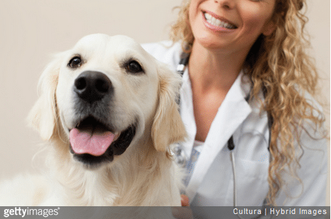 Vétérinaire et ostéopathie : focus sur le métier d’ostéopathe canin